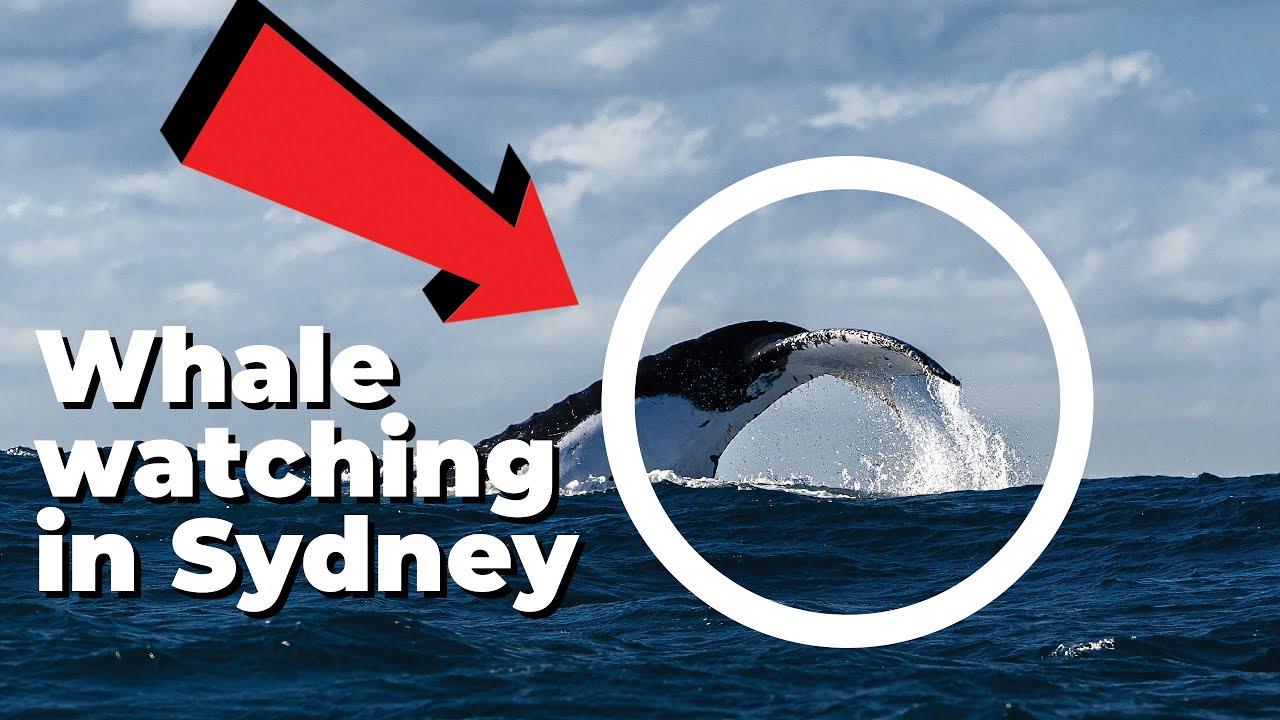 Whale watching on a small boat | Things to do in Sydney | Ocean Extreme | The Weekend Warrior