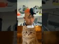 Funny рџ Ј Memes Shorts Funny рџ Ј Memes Shorts
