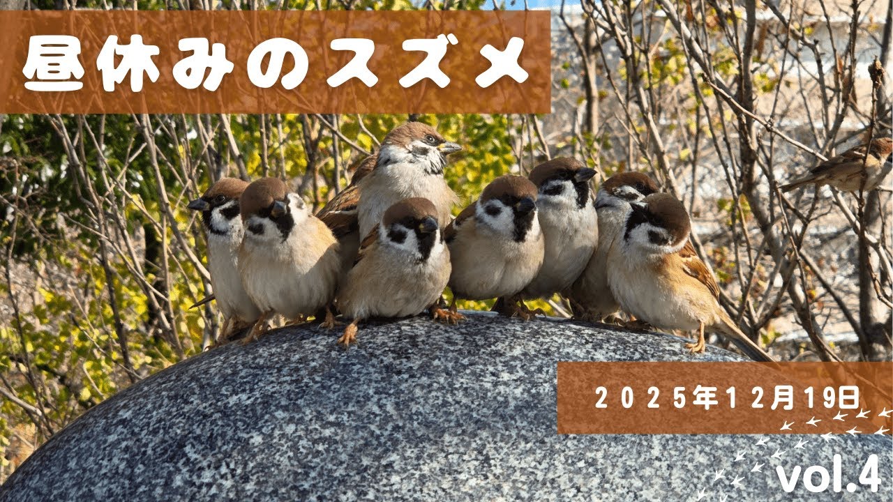 2025年12月19日のスズメ　