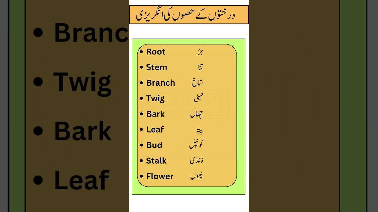 Essential Plant Parts Vocabulary | English to Urdu Translation | Smart Study Zone