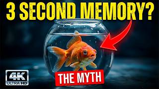 The 3 Second Memory Goldfish Myth Is The Biggest Lie Ever  4k