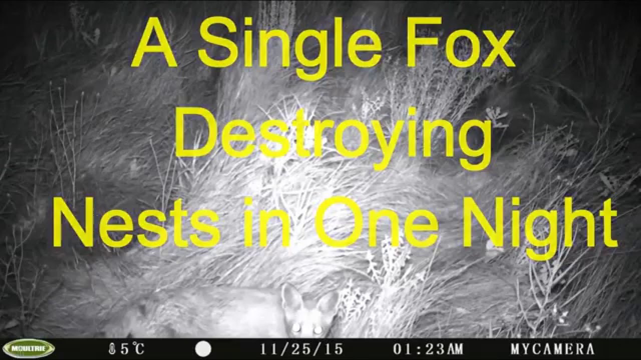 Fox predation