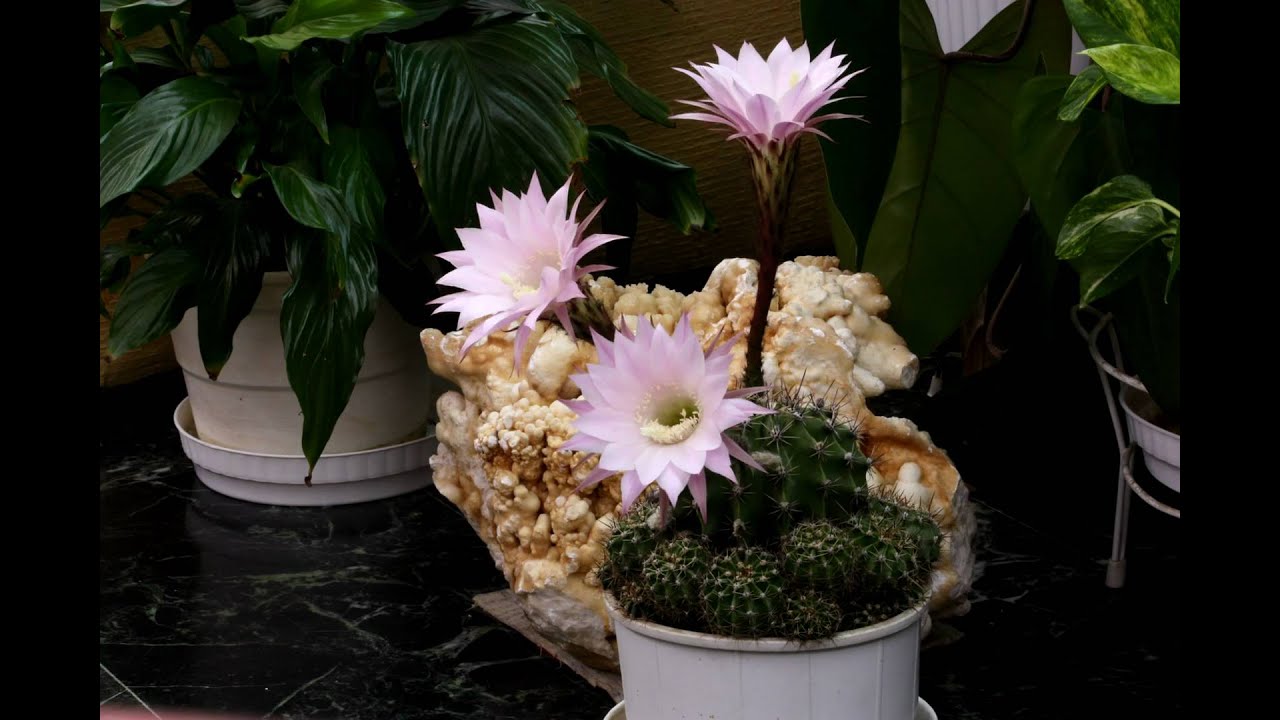 Flowering cactus (Echinopsis Oxygona) TIME LAPSE