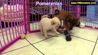 Pomeranian Puppies For Sale In Portland Oregon OR McMinnville Oregon City Grants Pass Kei