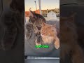 Sailor isn’t just a water-loving cat he’s carrying on the spirit of his big brother Fisher.