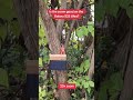 Is the zoom good or trash? Galaxy S25 Ultra #samsung #smartphone #camera