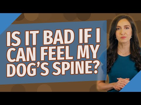 Is it bad if I can feel my dog's spine?