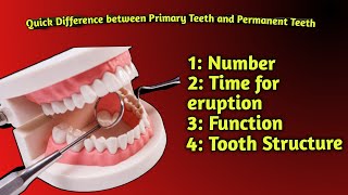 How to identify Primary Teeth Vs Permanent Teeth🦷