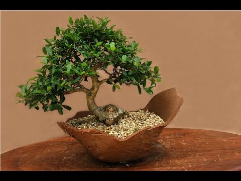 Celtis Africana - African Species for Bonsai - YouTube