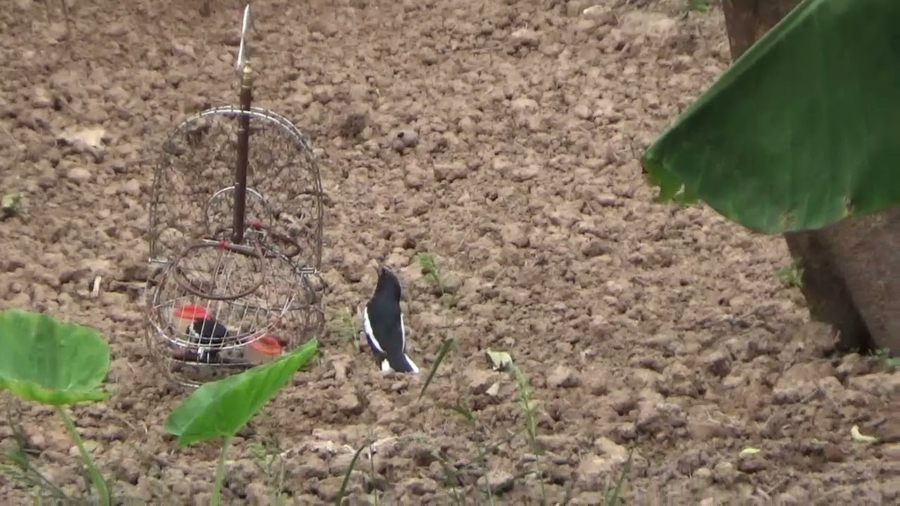 bẫy chòe than sổng víp tập kết