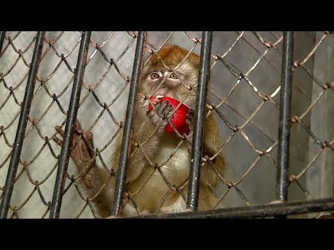 В зоопарке Шымкента появились высокоинтеллектуальные обезьяны