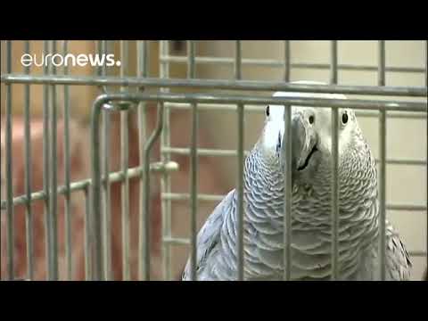 ببغاء جاكو يتكلم ويسمي بلله سبحان الله 