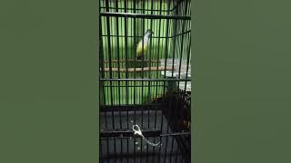 Pijantung Pisang Gacor Cocok buat masteran. Suara seperti TENGKEK BUTO.