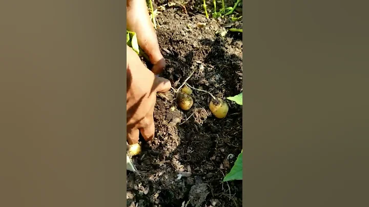 Harvesting Potatoes! - DayDayNews