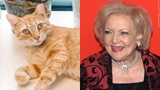 Betty White Challenge breaking records for Berks County animal shelters