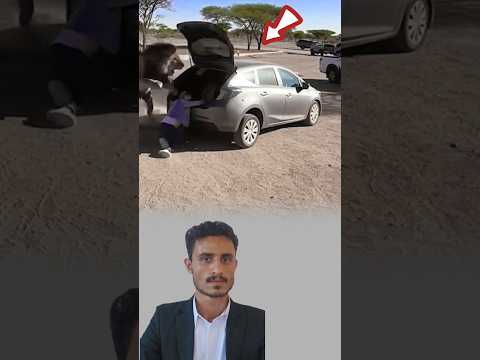 لم تسمع سوى زئير مباغت تجم د الجسد وارتعد القلب غير أن النجاة جاءت بلطف إلهي لا ي رى