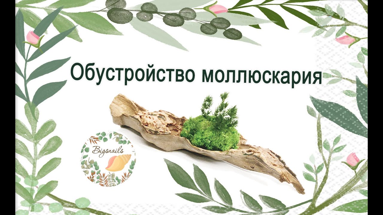 Как сделать террариум для улиток ахатин, архахатин и кубинцев. Как сделать вентиляцию в моллюскарии