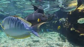 Aulani Fish Pool Hawaii Feeding Time