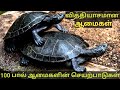 Saving Natures Turtles and Tortoises\Turtles At The pool in Srilanka \Tortoise videos in the world