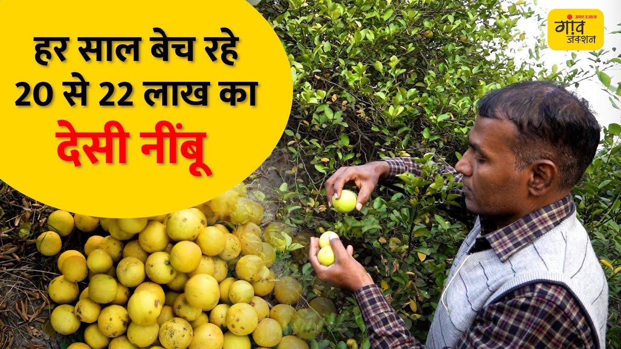 Lemon Farming: नींबू की खटास में मुनाफे की मिठास |Gaon Junction LIVE