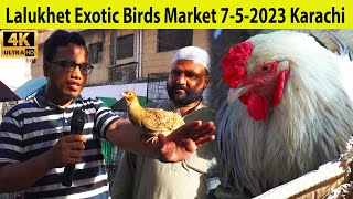 Lalukhet Exotic Birds Hen and Rooster and Parrots Market 7-5-2023 Karachi
