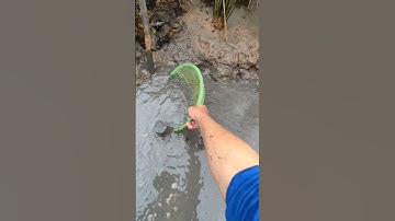 bắt cá khi nước cạn #fishing #giảicứuđộngvật #2025shorts #miềntâysôngnước #amazing