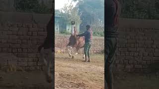 halu horas gujju dance instagram reels gujjar rajasthan