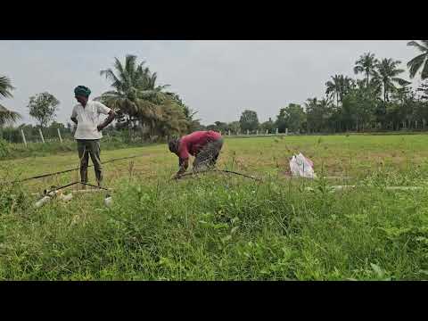 Farm 3rd video #update on corn field work #rain pipe fixing #