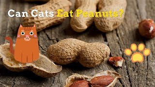 Can Cats Eat Peanuts | Are These Healthy for Your Kitten by Cats How 3,923 views 5 years ago 1 minute, 28 seconds