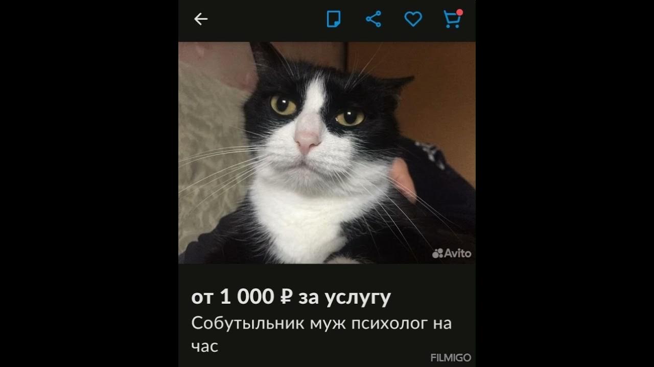 Купить кот собутыльник психолог лечить - YouTube
