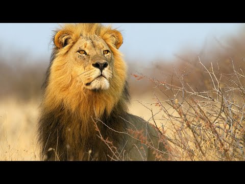 Тайная Жизнь Львов The Secret Life Of Lions | 4K |