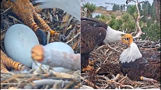 Celebrity WE ARE OFFICIALLY ON PIP WATCH! ZOOM ON EGGS! JACKIE & SHADOW BEAKIES, FISH & FLUFF FOBBVCAM 3.31.26 Wealth