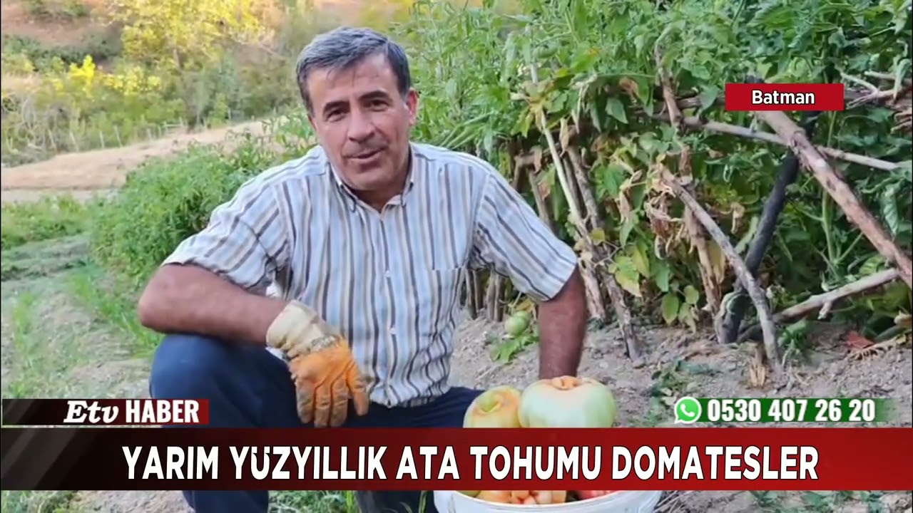 Yarım yüzyıllık ata tohumu domatesler
