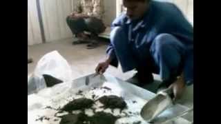 How to do quartering method to reduce the sample for Sieve Analysis