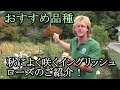 【おすすめ品種】秋によく咲くイングリッシュローズのご紹介！
