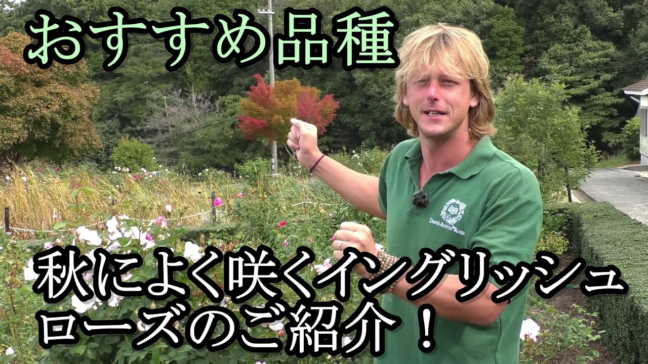 おすすめ品種】秋によく咲くイングリッシュローズのご紹介！ - YouTube