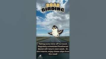 Benny the Bobolink Road Trip Birding Ep 1 - #birdinglife #bird  #birdingparadise