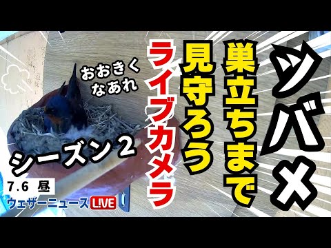 【LiVE】帰ってきた！ツバメの巣立ちを見守ろうライブカメラ Season2  ＜富山県富山市＞2024年7月6日(土)