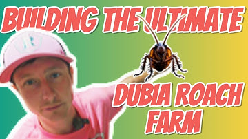 DUBIA ROACH FARMING  (How To Set Up Your Dubia Roaches) #reptofam