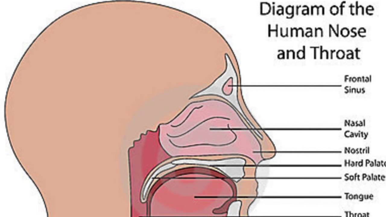 Throat 18