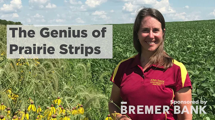 The Genius of Prairie Strips