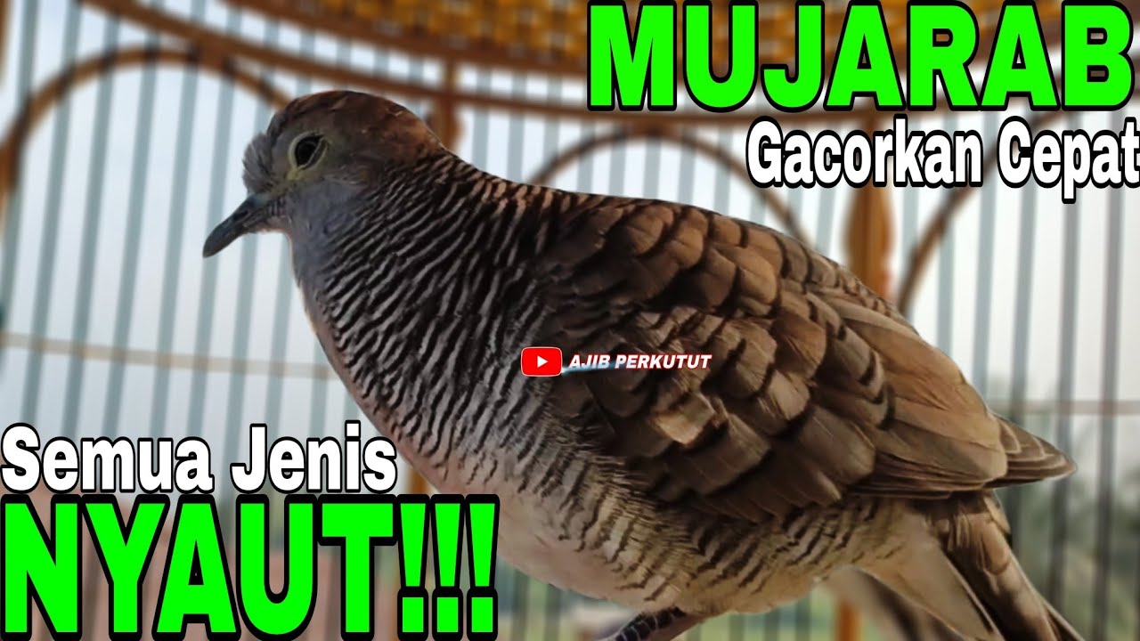 PERKUTUT LOKAL GACOR SEKALI BUNYI MUJARAB SEMUA BUNYI