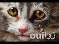 ستعيد هذاالمقطع أكثر من مرّة....Cat Crying