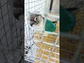 🌻Seeds vs. Fingers #shorts #greencheekconure #birdbite#viral