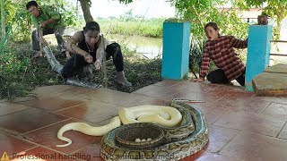 Famous 72 Hours on high alert: Giant python invades the farm to lay eggs - Setting a giant python trap Profile