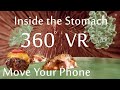 A virtual reality tour inside the stomach vr 360  move your phone to explore the stomach