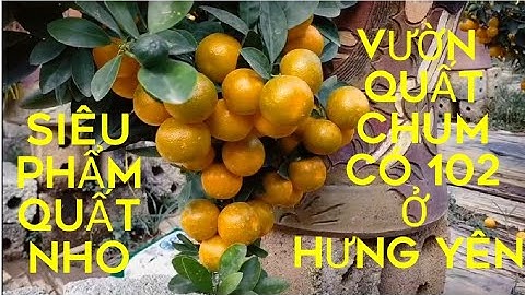 QUẤT CHUM TẾT 2021. QUẤT CHUM ĐẲNG CẤP NĂM 2021.BÁO GIÁ QUẤT CHUM TẾT 2021.