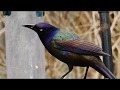 Colors of the common grackle birds
