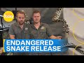 One of Australia's endangered snakes released back into the wild | Today Show Australia
