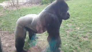 ORIGINAL   When a Silverback attacks 1